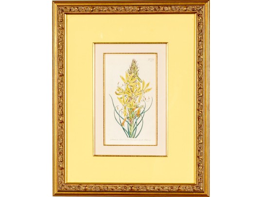 Group Of Four 19th C. Color Gilt Framed Botanicals 