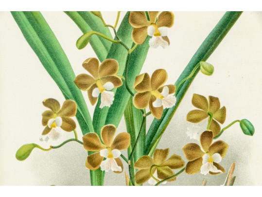 Two Colored Botanical Plates From Late 19th-Early 20th C. Publication- Orchids