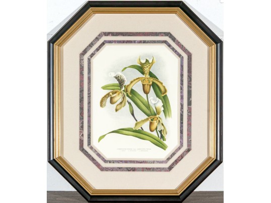 Two Colored Botanical Plates From Late 19th-Early 20th C. Publication- Orchids