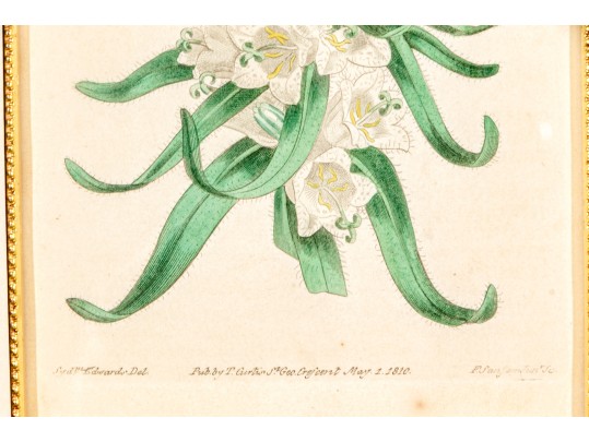 Group Of Four 19th C. Color Gilt Framed Botanicals 