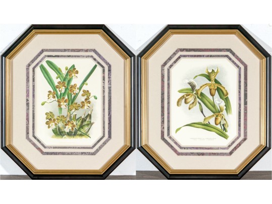 Two Colored Botanical Plates From Late 19th-Early 20th C. Publication- Orchids