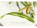 Two Colored Botanical Plates From Late 19th-Early 20th C. Publication- Orchids