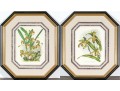 Two Colored Botanical Plates From Late 19th-Early 20th C. Publication- Orchids