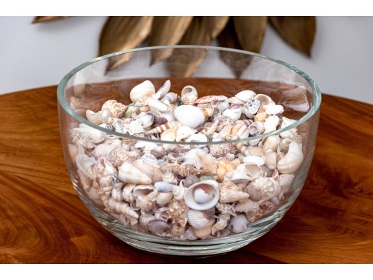 Stylish Carole Stupell Glass Center Bowl With Seashells