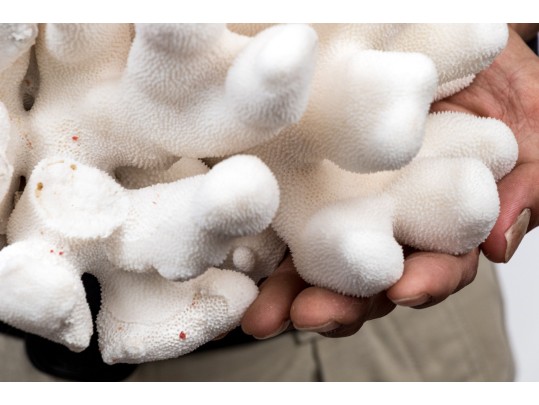 Striking Large Coral Specimen