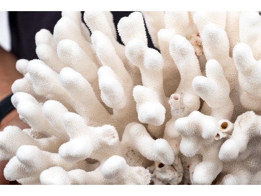 Fantastic Coral Specimen