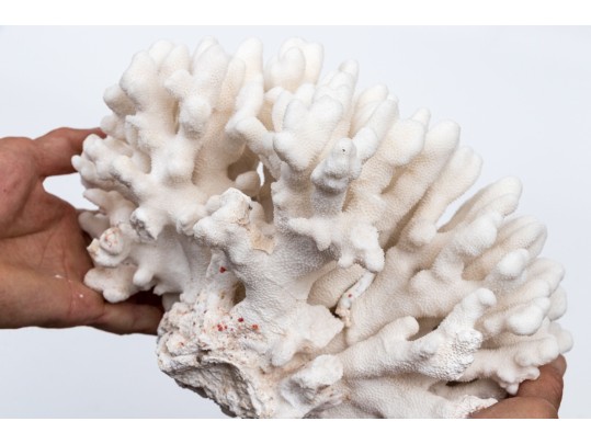 Fantastic Coral Specimen