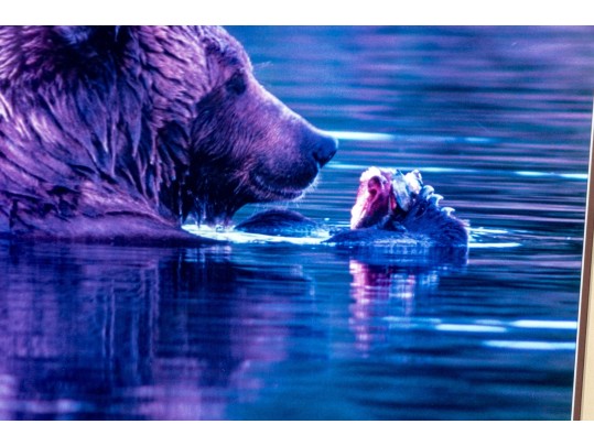 Thomas D. Mangelsen (American, B. 1946) 