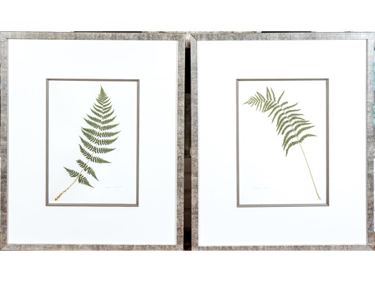 Pair Of Quality Prints Of Ferns With Pencil Marked Species