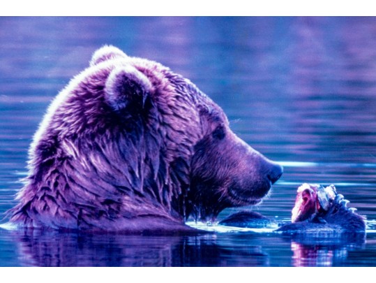 Thomas D. Mangelsen (American, B. 1946) 