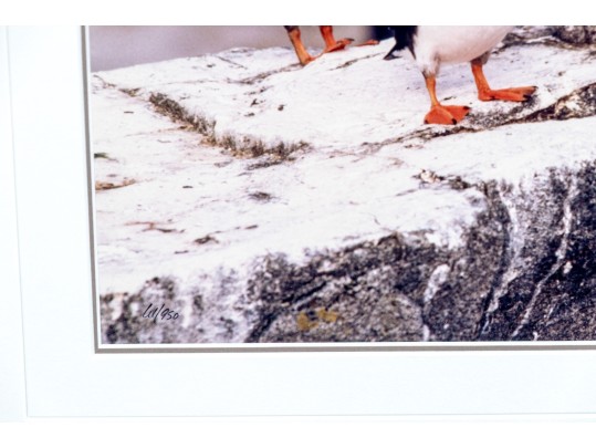 Thomas D. Mangelsen (American, B. 1946) 