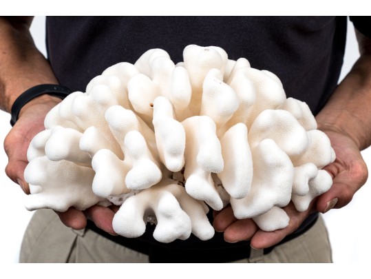 Fabulous Large Brain Form Coral Specimen