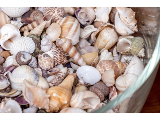 Stylish Carole Stupell Glass Center Bowl With Seashells