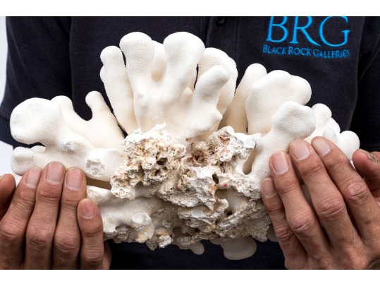 Fabulous Large Brain Form Coral Specimen