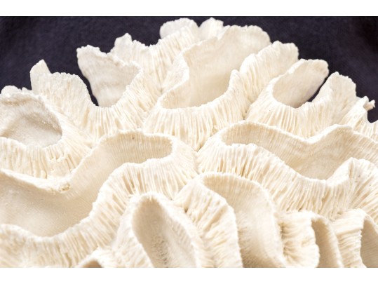 Two's Company Decorative Coral On Lucite Base