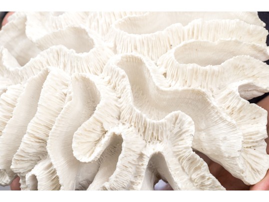 Two's Company Decorative Coral On Lucite Base