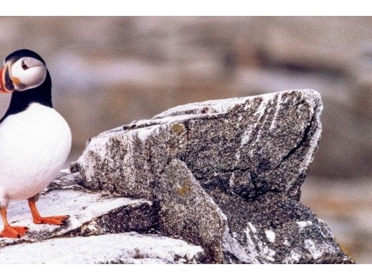 Thomas D. Mangelsen (American, B. 1946) 