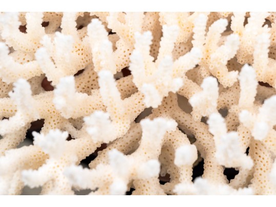 Finely Textured Coral Specimen