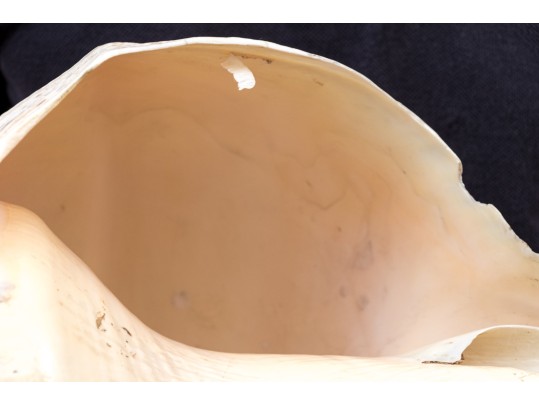 Massive Nautilus Shell