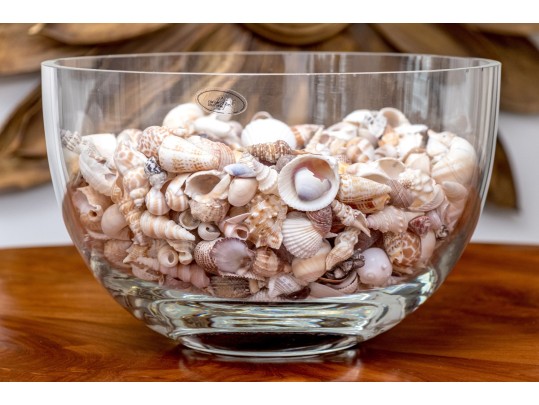 Stylish Carole Stupell Glass Center Bowl With Seashells