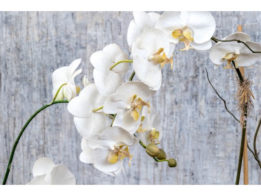 Set Of Two Lavish Faux Orchids In Decorative Ceramic Vases