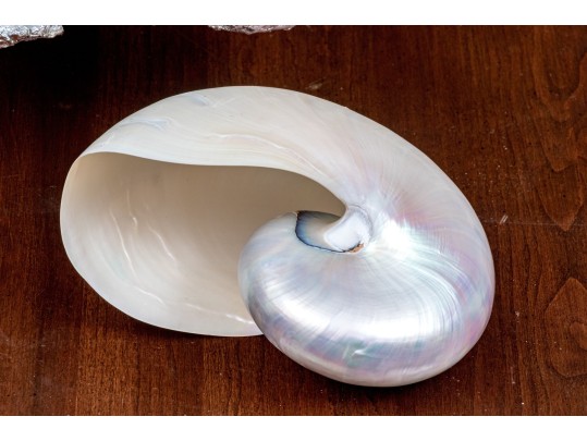 Chic Decor Lot Including Boxes, Shells, And Faux Coral