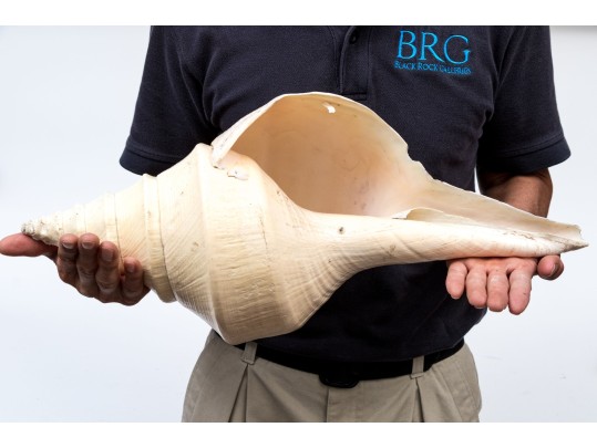 Massive Nautilus Shell