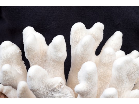 Striking Large Coral Specimen