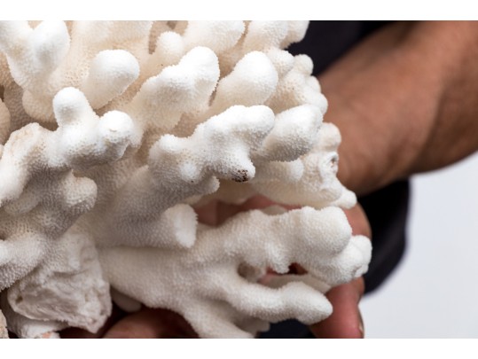 Fantastic Coral Specimen