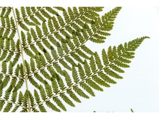 Pair Of Quality Prints Of Ferns With Pencil Marked Species