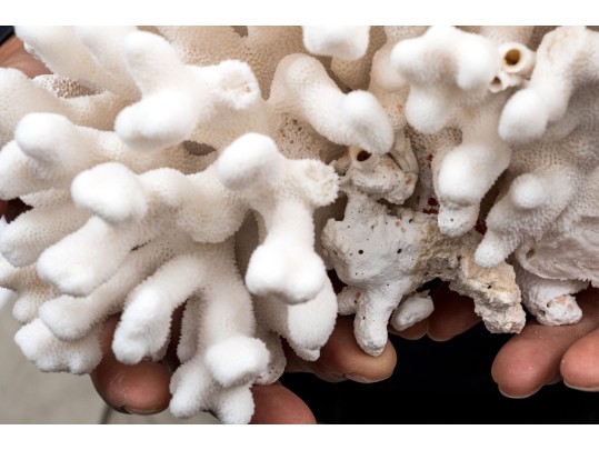 Fantastic Coral Specimen