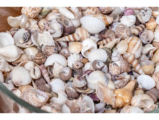 Stylish Carole Stupell Glass Center Bowl With Seashells