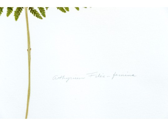 Pair Of Quality Prints Of Ferns With Pencil Marked Species