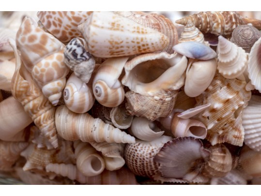 Stylish Carole Stupell Glass Center Bowl With Seashells