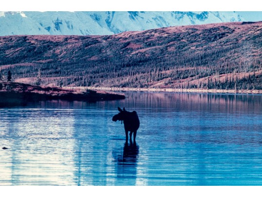 Thomas D. Mangelsen (American, B. 1946) 