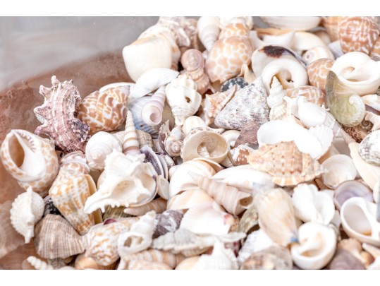 Stylish Glass Pedestal Center Bowl With Seashells