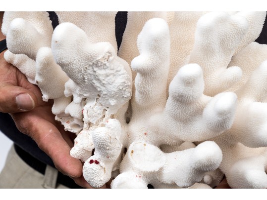 Striking Large Coral Specimen