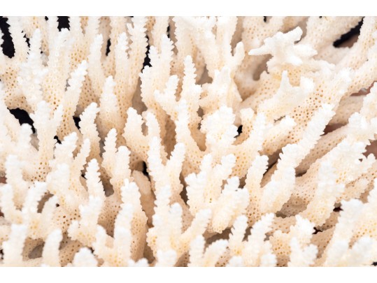 Finely Textured Coral Specimen