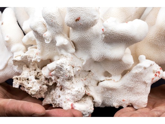 Striking Large Coral Specimen