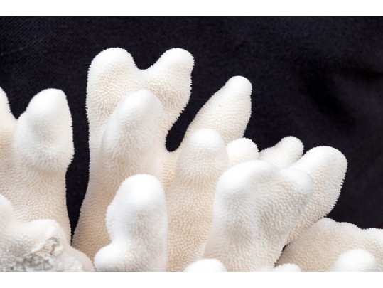 Striking Large Coral Specimen