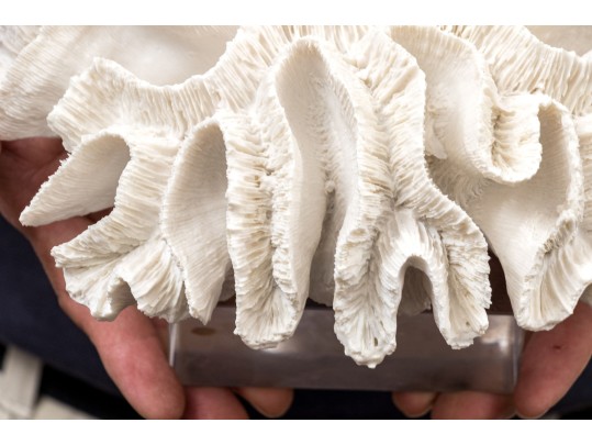 Two's Company Decorative Coral On Lucite Base