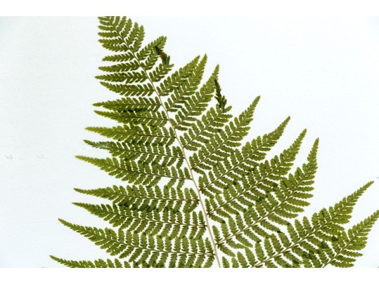 Pair Of Quality Prints Of Ferns With Pencil Marked Species