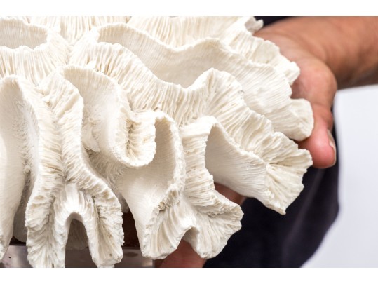 Two's Company Decorative Coral On Lucite Base