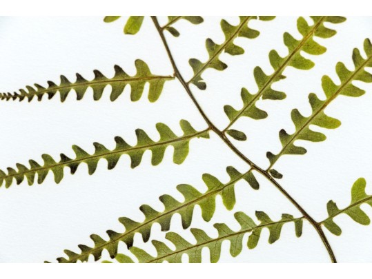 Pair Of Quality Prints Of Ferns With Pencil Marked Species