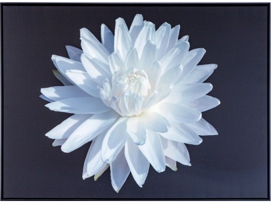 Giclee On Canvas, Lotus Water Lily