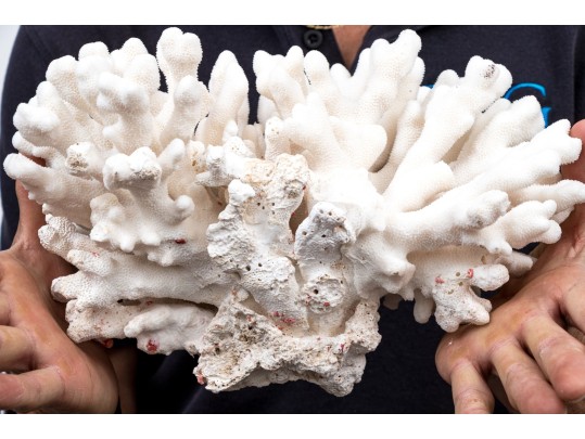 Fantastic Coral Specimen