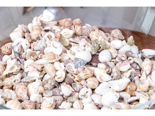 Stylish Glass Pedestal Center Bowl With Seashells