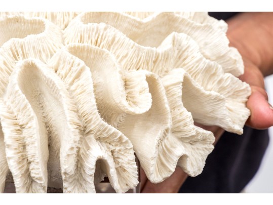 Two's Company Decorative Coral On Lucite Base