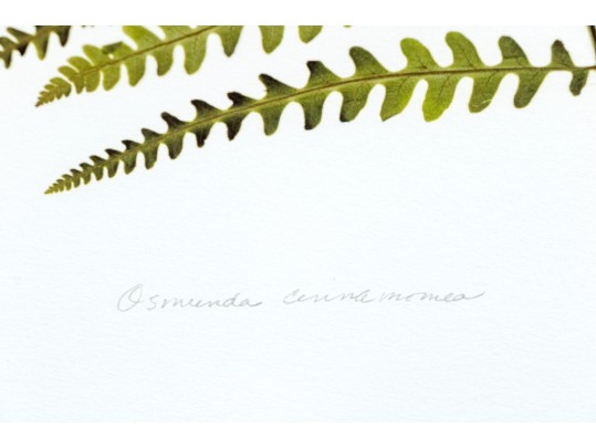 Pair Of Quality Prints Of Ferns With Pencil Marked Species