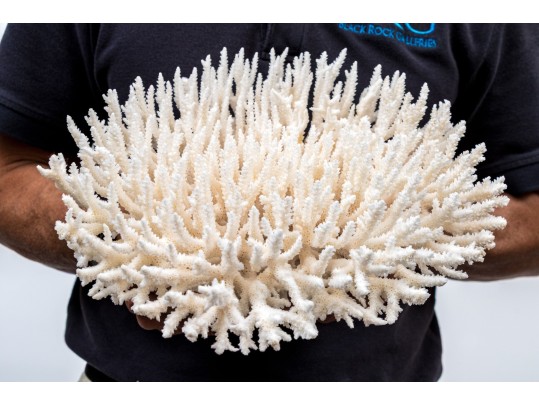 Finely Textured Coral Specimen